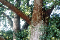 031_Willow-Oak_Branches-and-canopy_Original-Photo