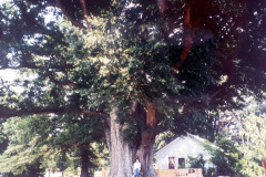 031_Willow-Oak_Canopy_Original-Photo