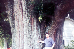 031_Willow-Oak_Trunk-Size_Original-Photo