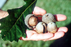 032_Bur-Oak_Acorns-and-leaf_Original-Photo