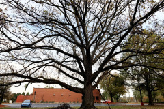 032_Bur-Oak_Entire-tree_Updated-Photo-2019