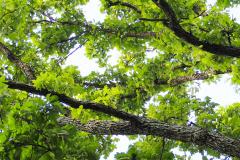 032_Bur-Oak_Limbs_Updated-photo-2020-1