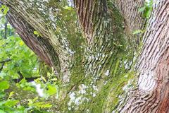 032_Bur-Oak_Moss-on-trunk_Updated-photo-2020