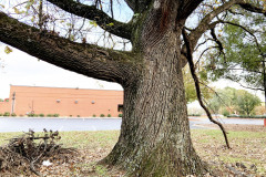 032_Bur-Oak_Trunk_Updated-Photo-2019