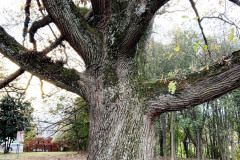 032_Bur-Oak_Trunk_Updated-Photo-20191