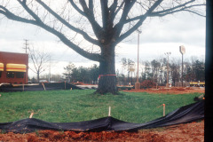 032_Bur-Oak_With-new-Denny_s_Original-Photo