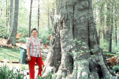 033_American-Beech_Trunk-with-woman_Original-Photo