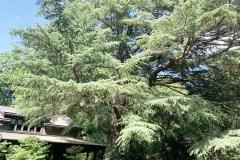 035_Deodar-Cedar_Entire-Tree_Updated-photo-2020-1