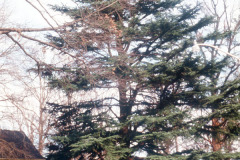 035_Deodar-Cedar_Full-Tree_Original-Photo