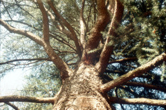 035_Deodar-Cedar_Trunk-and-canopy_Original-Photo