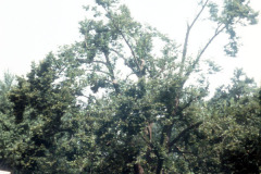 036-Crimean-Linden_Full-Tree-view-from-street_Original-Photo