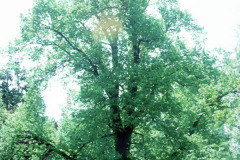 036-Crimean-Linden_Full-Tree_Original-Photo