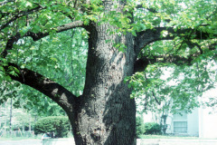 036-Crimean-Linden_Trunk_Original-Photo