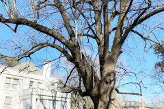 036_Crimean-Linden_Entire-tree_Updated-photo-2019.jpg