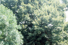 036_Crimean-Linden_Full-Tree_Original-Photo