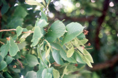 036_Crimean-Linden_Leaves-and-small-branches_Original-Photo