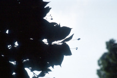 036_Crimean-Linden_leaves-and-sky_Original-Photo