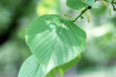 036_Crimean-Linden_leaves_Original-Photo