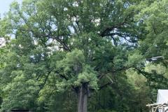 037_White-Oak_Entire-Tree_Updated-photo-20201