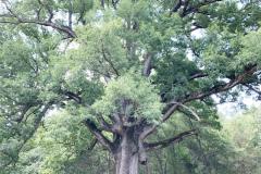 037_White-Oak_Entire-Tree_Updated-photo-20202