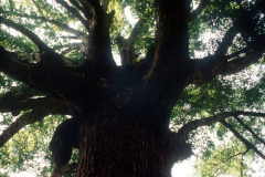 037_White-Oak_Trunk-and-canopy_Original-Photo