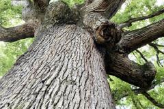 037_White-Oak_Trunk-and-foliage_Updated-photo-2020