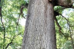 037_White-Oak_Trunk_Updated-photo-2020-1