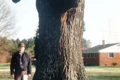 039_Southern-Red-Oak_Trunk_Original-Photo