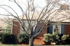 040-American-Hornbeam_Full-Tree-closer-view-dormant_Original-Photo