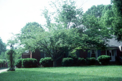 040_American-Hornbeam_Full-Tree_Original-Photo