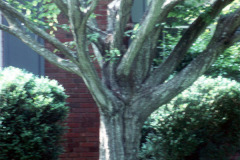 040_American-Hornbeam_Trunk_Original-Photo