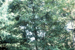 041_Dahoon-Holly_Full-Tree_Original-Photo