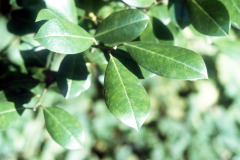 041_Dahoon-Holly_leaves_Original-Photo