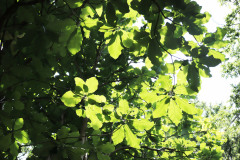 043_Big-Leaf-Magnolia_Canopy_Updated-photo-2020