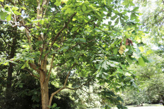 043_Big-Leaf-Magnolia_Entire-Tree_Updated-photo-2020