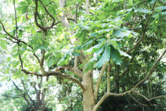 043_Big-Leaf-Magnolia_Entire-Tree_Updated-photo-20201