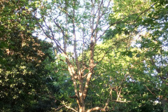 043_Big-Leaf-Magnolia_Entire-tree_Updated-photo-2018