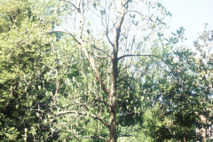 043_Big-Leaf-Magnolia_Full-Tree_Original-Photo