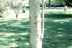 043_Big-Leaf-Magnolia_Trunk_Original-Photo