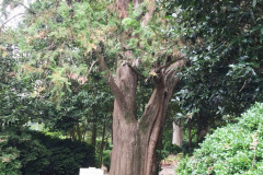 044_Oriental-Arborvitae_Trunk_Updated-Photo-2019