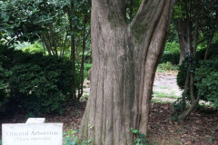 044_Oriental-Arborvitae_Trunk_Updated-Photo-20191