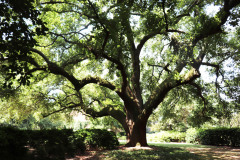 045_Live-Oak_Full-Tree_Updated-Photo-2020