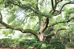 045_Live-Oak_Full-Tree_Updated-Photo-20201