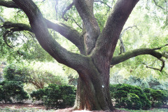 045_Live-Oak_Full-Tree_Updated-Photo-20203