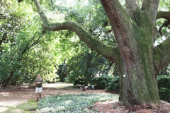 045_Live-Oak_Trunk_Updated-Photo-2020