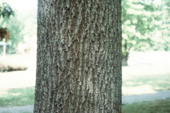 047_Sawtooth-Oak_Trunk_Original-Photo