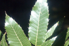 047_Sawtooth-Oak_leaves_Original-Photo