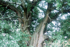 050_Osage-Orange_Trunk_Original-Photo