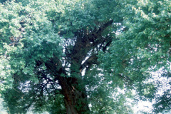 050_Osage-Orange_Whole-tree_Original-Photo