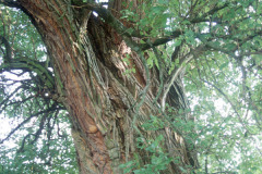 050_Osage-Orange_trunk-with-T.T.-badge_Original-Photo